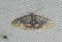 Idaea scintillularia