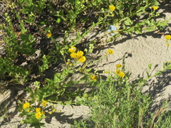 Heterotheca subaxillaris