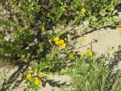 Heterotheca subaxillaris