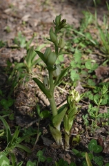 Cephalanthera damasonium