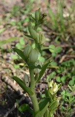 Cephalanthera damasonium