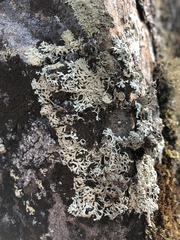 Arctoparmelia centrifuga