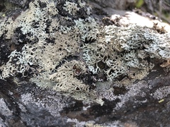 Arctoparmelia centrifuga