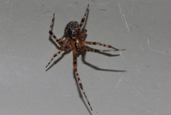 Cryptachaea veruculata