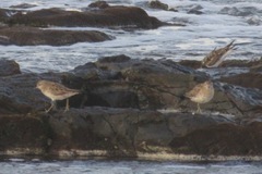 Calidris acuminata