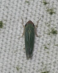 Xyphon reticulatum