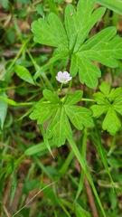 Geranium homeanum