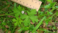 Geranium homeanum