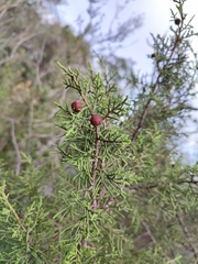 Juniperus phoenicea
