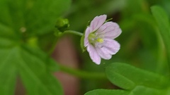 Geranium homeanum