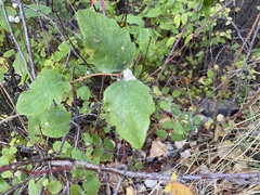 Symphoricarpos albus