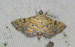 Ommatospila narcaeusalis