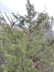 Juniperus phoenicea