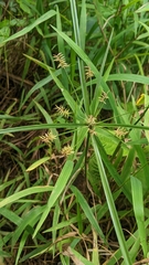 Cyperus meyenianus