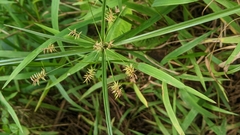 Cyperus meyenianus