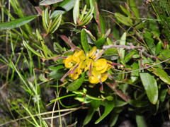 Grevillea chrysophaea