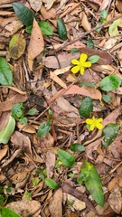 Hibbertia dentata
