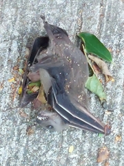 Cynopterus sphinx