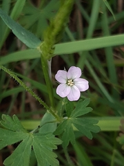 Geranium retrorsum
