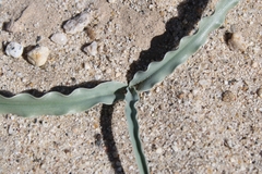 Hesperocallis undulata