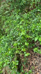 Gynochthodes jasminoides