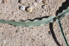 Hesperocallis undulata