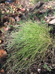 Isolepis cernua