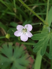 Geranium retrorsum