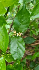 Gynochthodes jasminoides