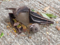Cynopterus sphinx