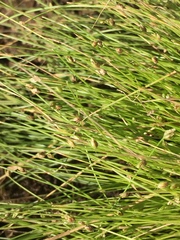 Isolepis cernua