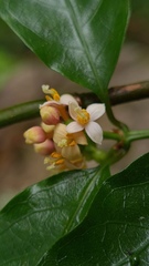 Gynochthodes jasminoides