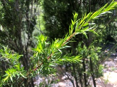 Melaleuca bracteata