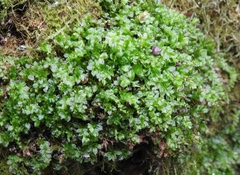 Mniaceae
