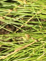 Isolepis cernua