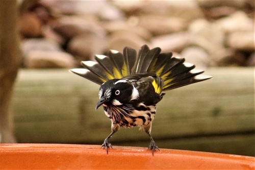 New Holland Honeyeater