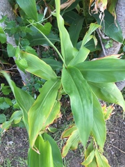 Hedychium gardnerianum