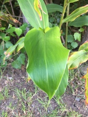 Hedychium gardnerianum