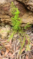 Lindsaea microphylla