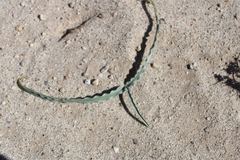 Hesperocallis undulata