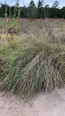 Muhlenbergia