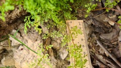 Lindsaea microphylla