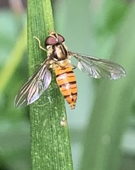 Episyrphus viridaureus