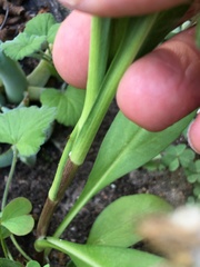 Persicaria madagascariensis