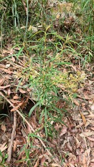 Astrotricha longifolia