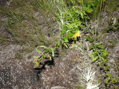 Grevillea chrysophaea