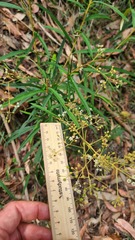 Astrotricha longifolia