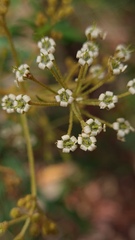 Astrotricha longifolia