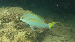 Scolopsis monogramma