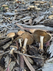 Agrocybe putaminum